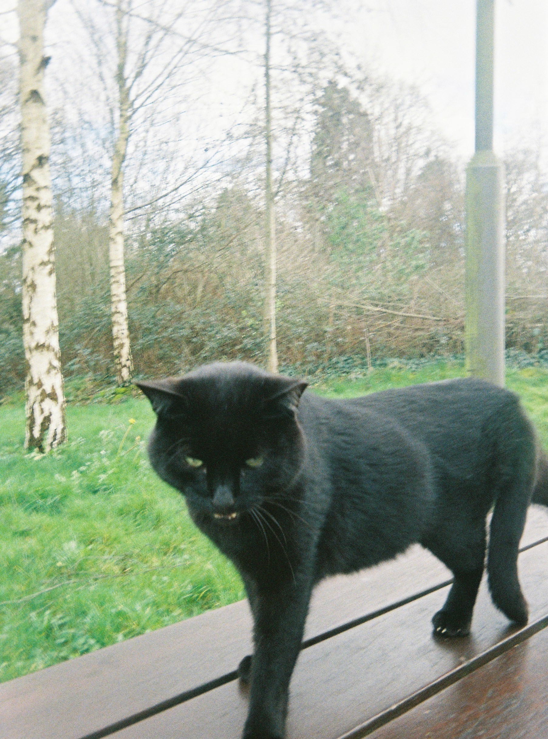 Maynooth's Famous Library Cat